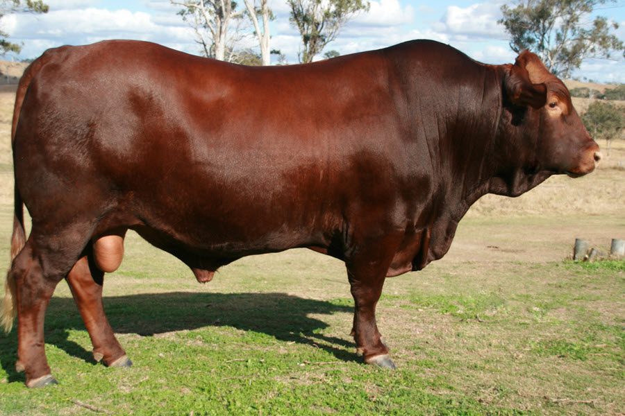 Our market and history