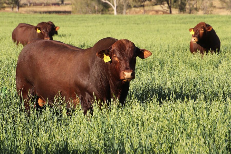 Jeanne Seifert and Ian Stark's balanced approach to breeding combines the best genotypes with the best phenotypes in the Seifert Belmont Reds herd. Picture supplied.