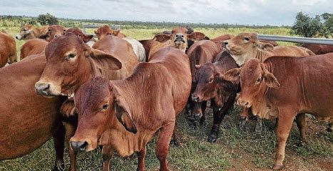 The Lee's Belmont Red-cross maiden heifers for this year, which have been improved through bulls sourced from Seifert Belmont Reds.