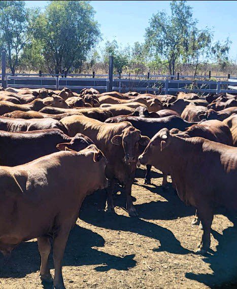 Belmont Red-cross steers, which were being yarded up in the Lee family's paddock, ready for trucking to the ACC meatworks.