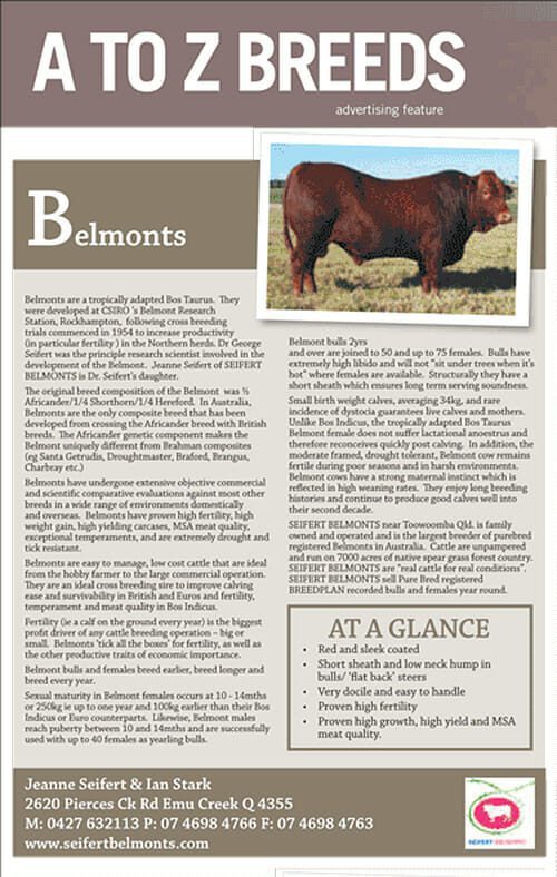 A-Z Belmont Red