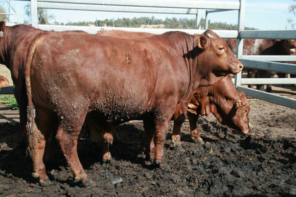 Live and carcase weights, fat thickness and dressing percentage