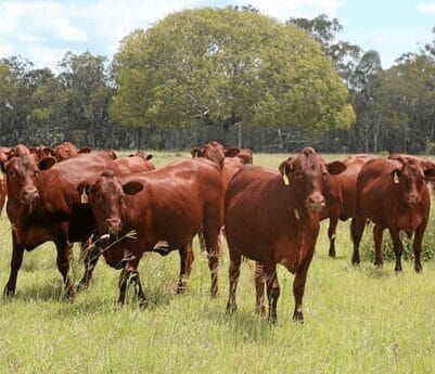 2016 Rural Weekly Article Belmont reds aussie made