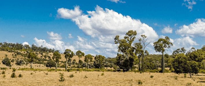 2019 Beef Central article on Seifert Belmont Reds purchase of Chinchilla property