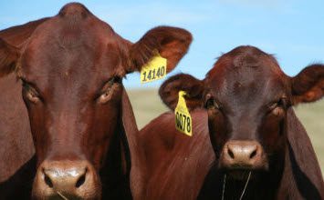 Cows and calves 4 to 7mths