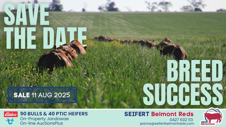 2025 Seifert Belmont Reds Sale. 90 powerful, profitable, polled bulls and 40 PTIC Heifers available plus many others. Catalogue available.