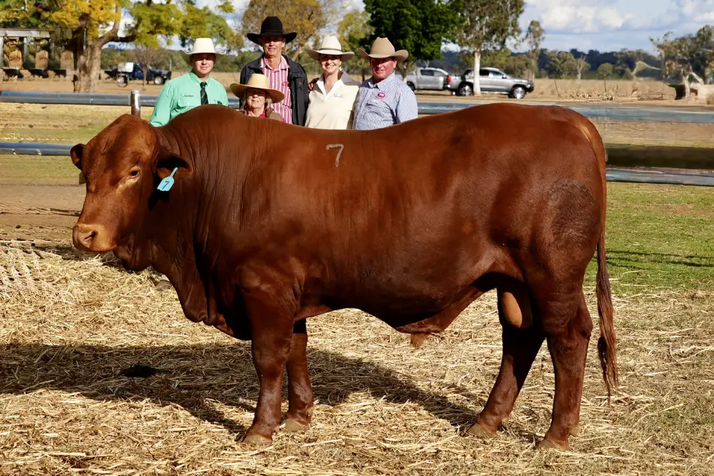 Media Release 2026 SBR Sale top price bull imagex